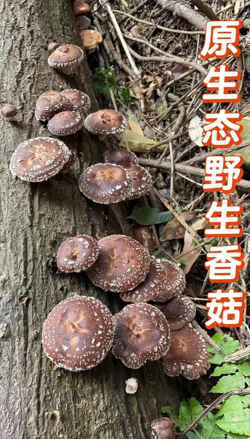 香菇草怎么养，香菇草的养殖方法和注意事项-第2张图片-优品飞百科