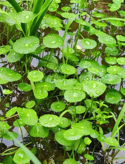 香菇草怎么养，香菇草的养殖方法和注意事项-第3张图片-优品飞百科