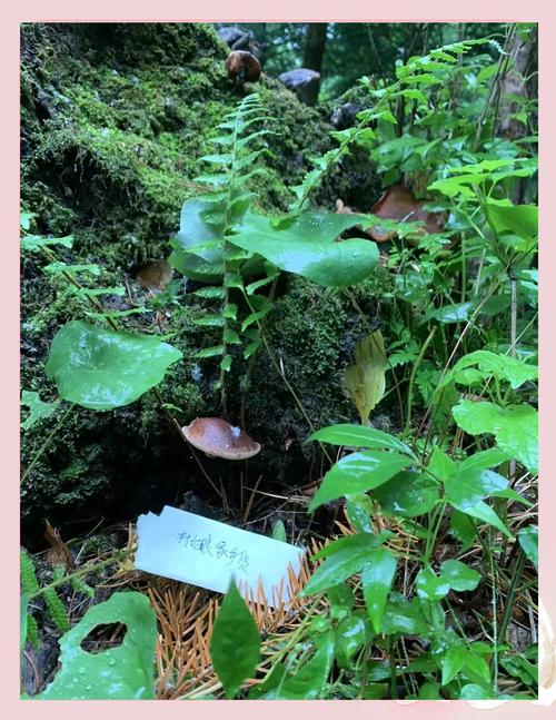 香菇草怎么养，香菇草的养殖方法和注意事项-第4张图片-优品飞百科