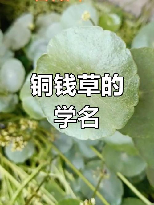 香菇草怎么养，香菇草的养殖方法和注意事项-第5张图片-优品飞百科