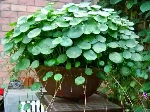 香菇草怎么养，香菇草的养殖方法和注意事项-第6张图片-优品飞百科