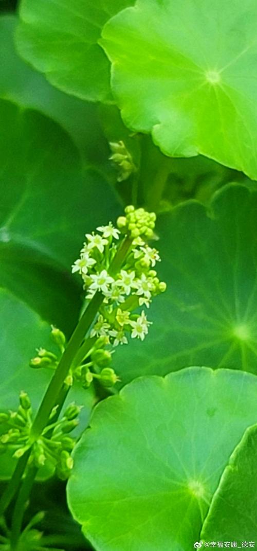 香菇草怎么养，香菇草的养殖方法和注意事项-第7张图片-优品飞百科