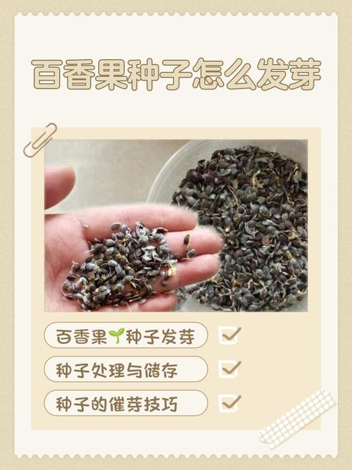 百香果籽要不要嚼？百香果的籽需要嚼了再吞下吗？-第3张图片-优品飞百科