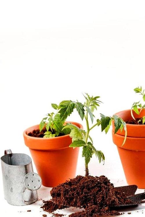 春驹繁殖方法，春驹是什么意思？-第2张图片-优品飞百科