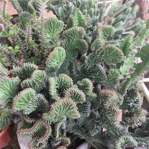 春驹繁殖方法，春驹是什么意思？-第3张图片-优品飞百科