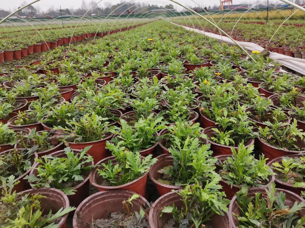 春驹繁殖方法，春驹是什么意思？-第4张图片-优品飞百科