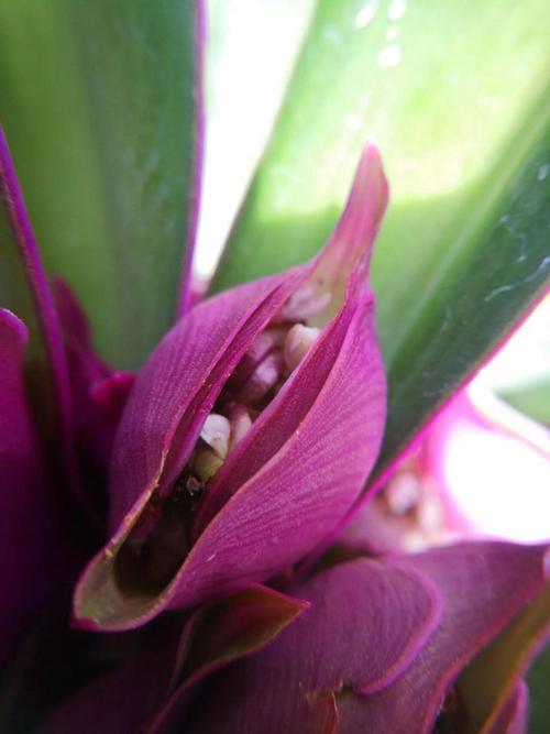 蚌兰花的养殖方法和注意事项，蚌兰花的养殖方法和注意事项有哪些-第1张图片-优品飞百科