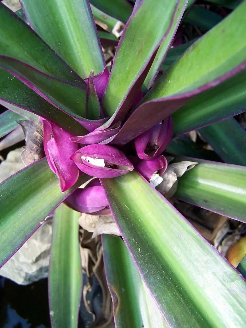 蚌兰花的养殖方法和注意事项，蚌兰花的养殖方法和注意事项有哪些-第2张图片-优品飞百科