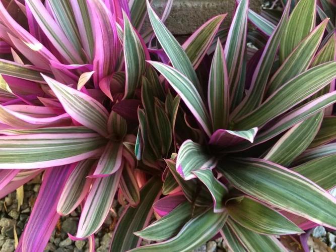 蚌兰花的养殖方法和注意事项，蚌兰花的养殖方法和注意事项有哪些-第3张图片-优品飞百科