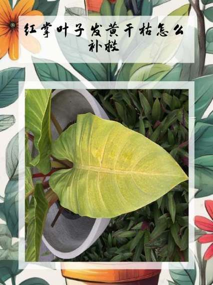 红掌叶子发黄怎么办，红掌叶子发黄最简单的处理方法？