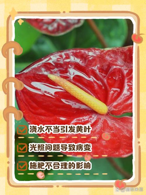 红掌叶子发黄怎么办,红掌叶子发黄最简单的处理方法?-第2张图片-优品飞百科 红掌叶子发黄怎么办,红掌叶子发黄最简单的处理方法?-第2张图片-优品飞百科