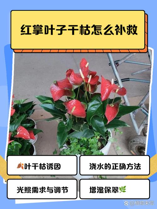 红掌叶子发黄怎么办,红掌叶子发黄最简单的处理方法?-第3张图片-优品飞百科 红掌叶子发黄怎么办,红掌叶子发黄最简单的处理方法?-第3张图片-优品飞百科