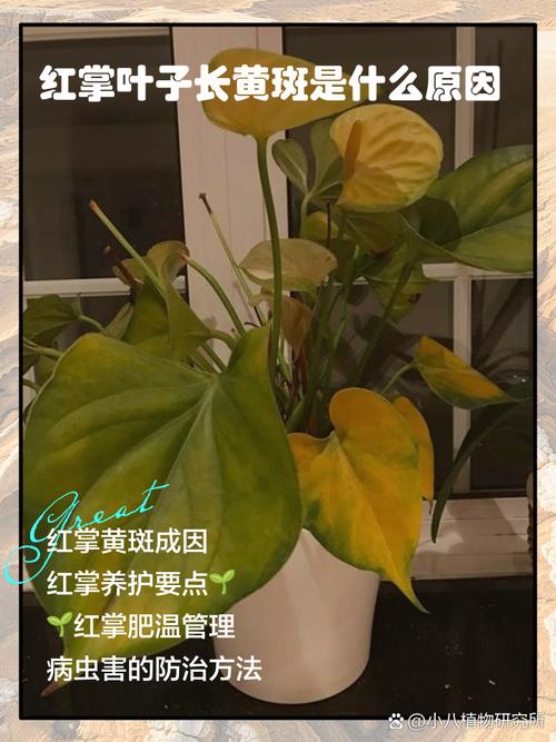 红掌叶子发黄怎么办,红掌叶子发黄最简单的处理方法?-第4张图片-优品飞百科 红掌叶子发黄怎么办,红掌叶子发黄最简单的处理方法?-第4张图片-优品飞百科