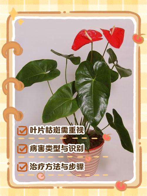 红掌叶子发黄怎么办,红掌叶子发黄最简单的处理方法?-第5张图片-优品飞百科 红掌叶子发黄怎么办,红掌叶子发黄最简单的处理方法?-第5张图片-优品飞百科