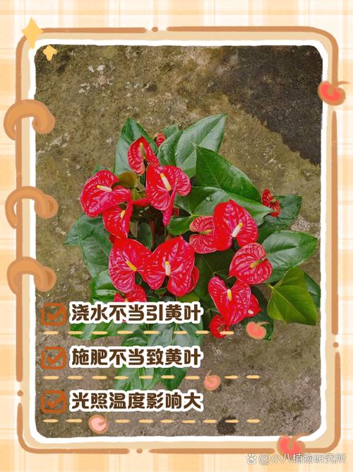 红掌叶子发黄怎么办,红掌叶子发黄最简单的处理方法?-第6张图片-优品飞百科 红掌叶子发黄怎么办,红掌叶子发黄最简单的处理方法?-第6张图片-优品飞百科