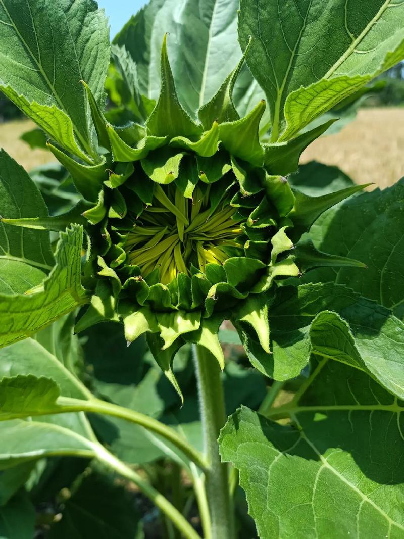 向日葵什么时候开花，向日葵图片，向日葵啥时间开花