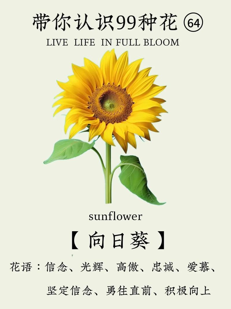 向日葵什么时候开花,向日葵图片,向日葵啥时间开花-第2张图片-优品飞百科 向日葵什么时候开花,向日葵图片,向日葵啥时间开花-第2张图片-优品飞百科