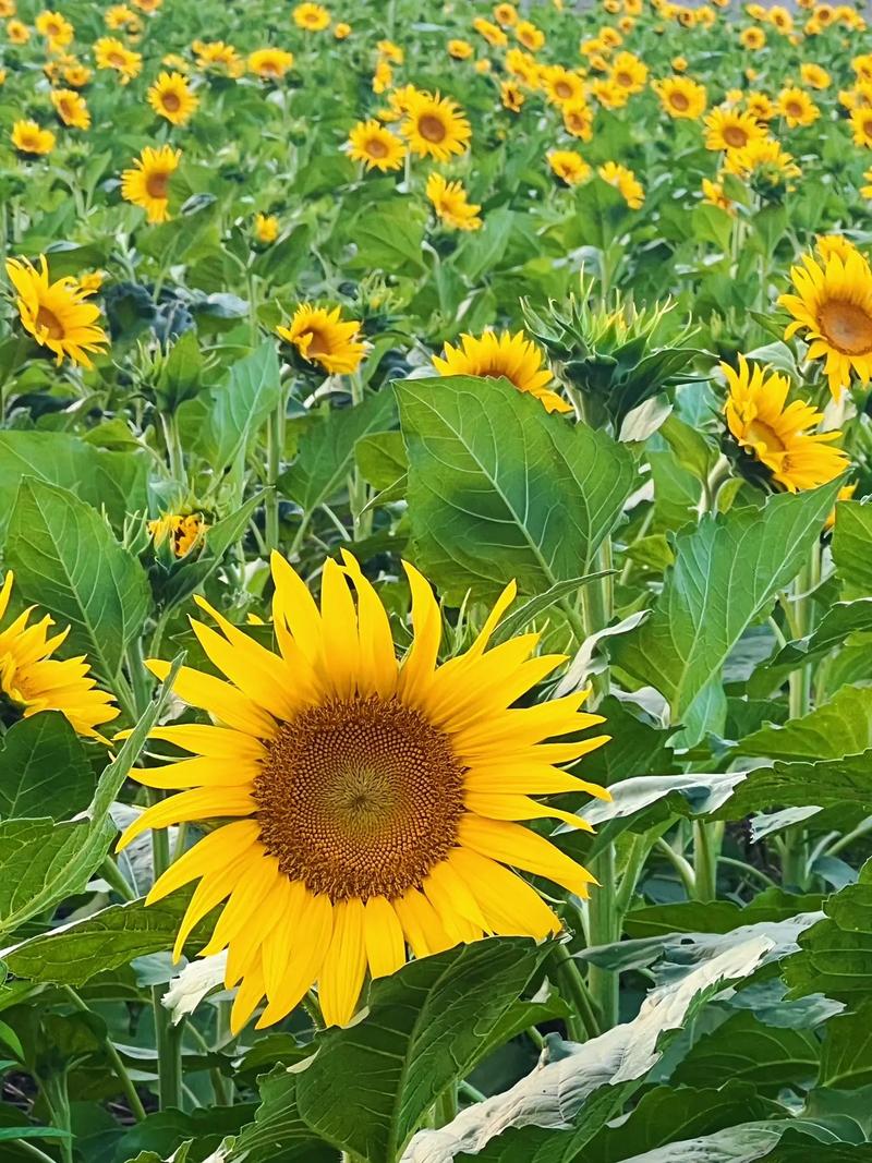 向日葵什么时候开花,向日葵图片,向日葵啥时间开花-第3张图片-优品飞百科 向日葵什么时候开花,向日葵图片,向日葵啥时间开花-第3张图片-优品飞百科