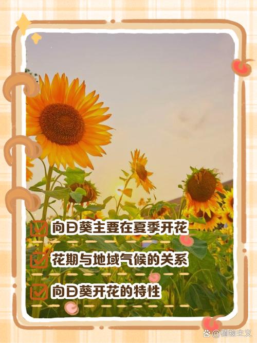 向日葵什么时候开花,向日葵图片,向日葵啥时间开花-第4张图片-优品飞百科 向日葵什么时候开花,向日葵图片,向日葵啥时间开花-第4张图片-优品飞百科