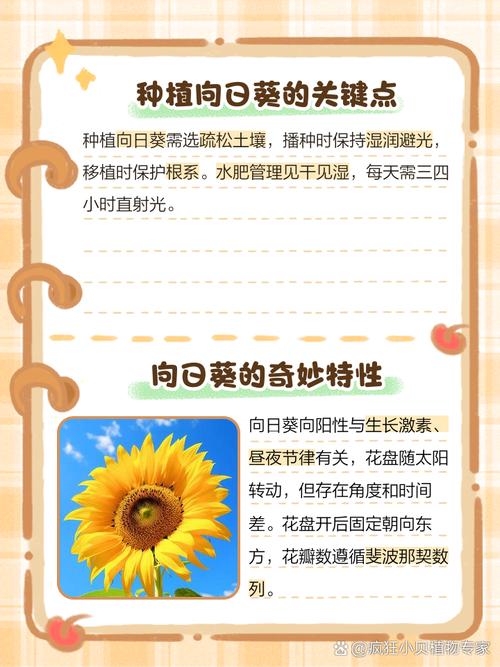 向日葵什么时候开花,向日葵图片,向日葵啥时间开花-第5张图片-优品飞百科 向日葵什么时候开花,向日葵图片,向日葵啥时间开花-第5张图片-优品飞百科