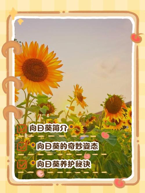 向日葵什么时候开花,向日葵图片,向日葵啥时间开花-第6张图片-优品飞百科 向日葵什么时候开花,向日葵图片,向日葵啥时间开花-第6张图片-优品飞百科