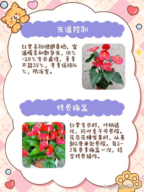 红掌四季养护方法？怎样养护红掌四季开花?？-第1张图片-优品飞百科