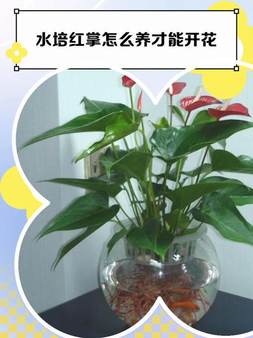 红掌四季养护方法？怎样养护红掌四季开花?？-第2张图片-优品飞百科