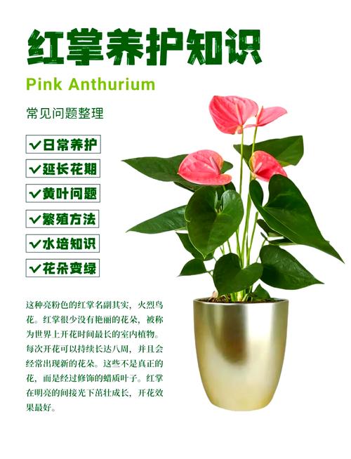 红掌四季养护方法？怎样养护红掌四季开花?？-第3张图片-优品飞百科