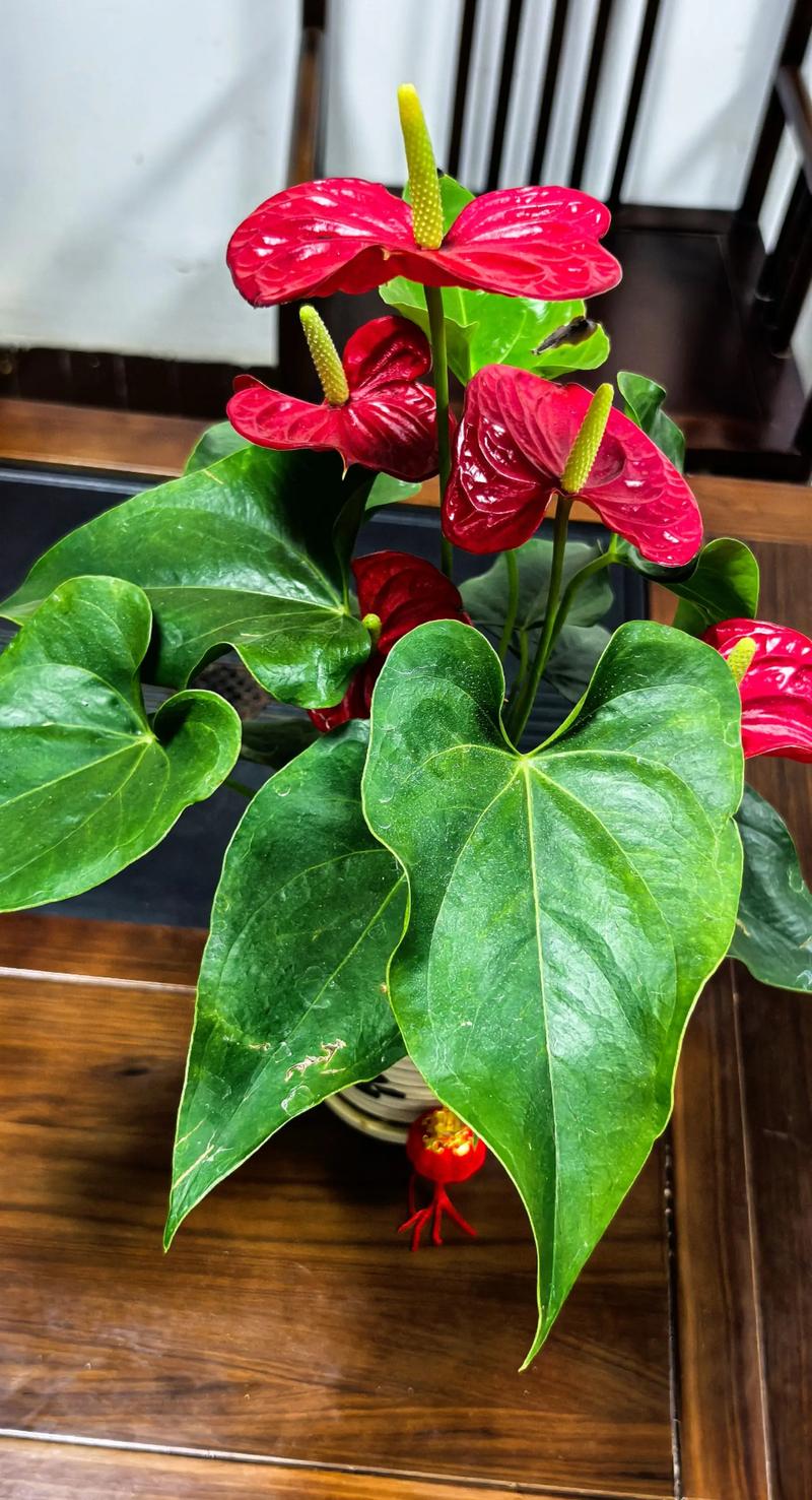 红掌四季养护方法？怎样养护红掌四季开花?？-第4张图片-优品飞百科