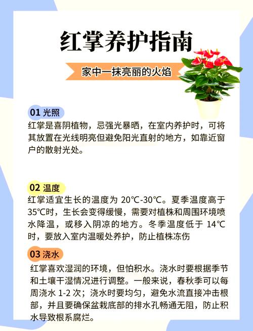 红掌四季养护方法？怎样养护红掌四季开花?？-第5张图片-优品飞百科