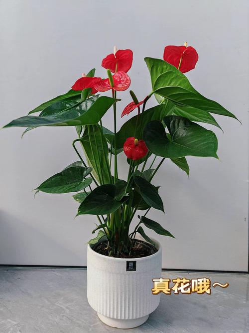 红掌四季养护方法？怎样养护红掌四季开花?？-第6张图片-优品飞百科