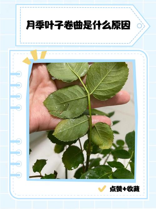 月季叶子卷曲怎么办，月季叶子卷曲是怎么回事？-第1张图片-优品飞百科