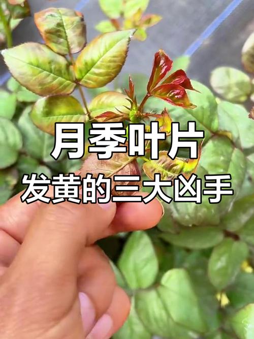 月季叶子卷曲怎么办，月季叶子卷曲是怎么回事？-第2张图片-优品飞百科