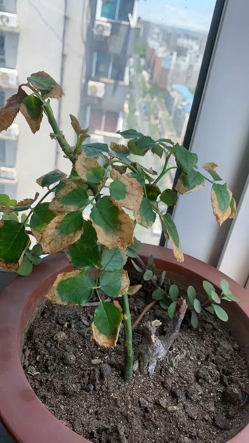 月季叶子卷曲怎么办，月季叶子卷曲是怎么回事？-第3张图片-优品飞百科