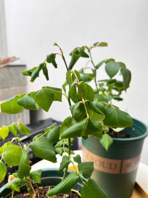 月季叶子卷曲怎么办，月季叶子卷曲是怎么回事？-第4张图片-优品飞百科