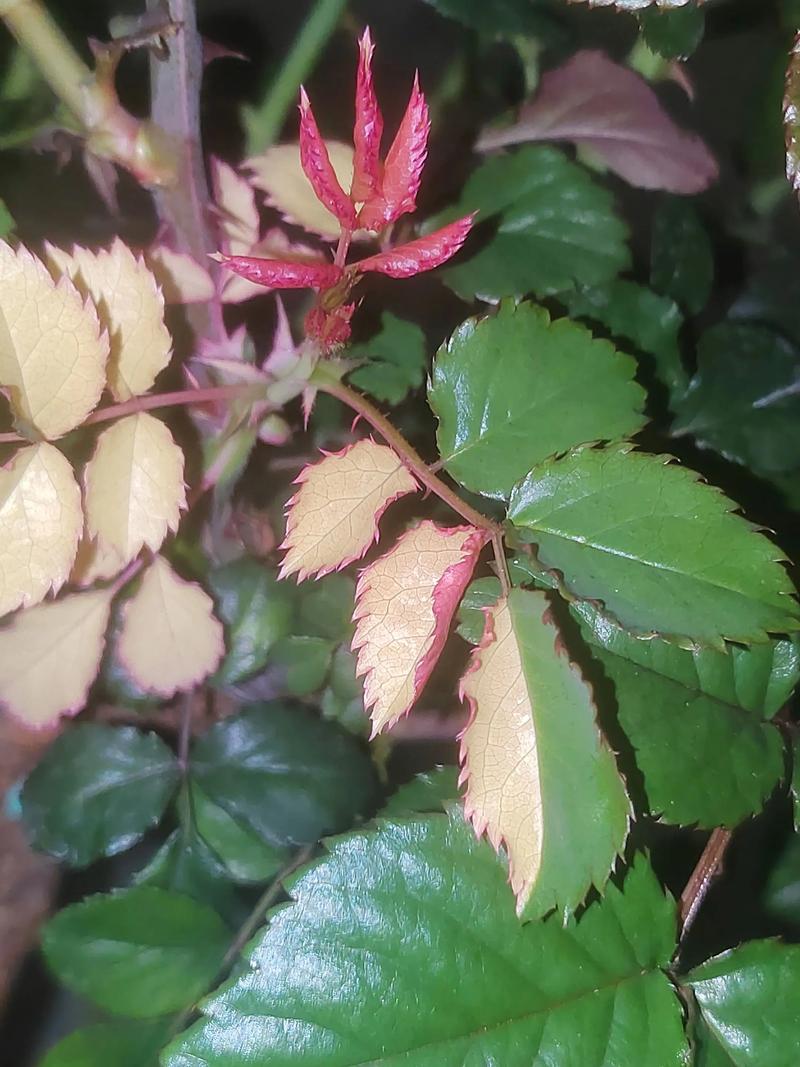 月季叶子卷曲怎么办，月季叶子卷曲是怎么回事？-第5张图片-优品飞百科