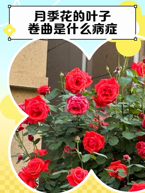 月季叶子卷曲怎么办，月季叶子卷曲是怎么回事？-第6张图片-优品飞百科