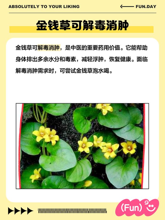 金钱草泡水喝的功效，金钱草泡水喝的功效与副作用-第2张图片-优品飞百科