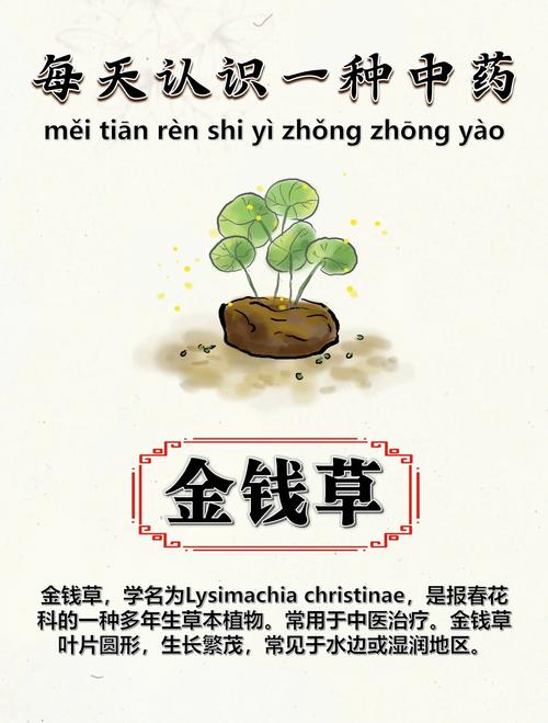 金钱草泡水喝的功效，金钱草泡水喝的功效与副作用-第6张图片-优品飞百科