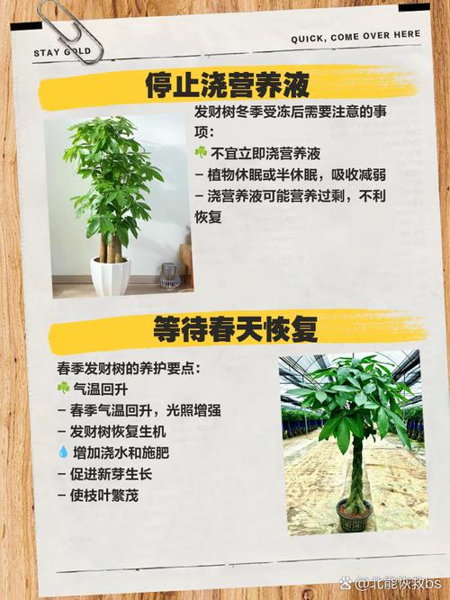 冬季植物缺少光照怎么办？冬季植物需要补光吗？-第2张图片-优品飞百科