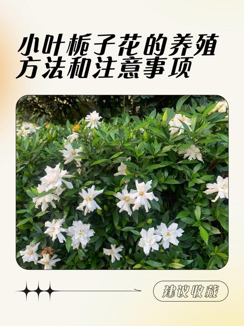 冬季植物缺少光照怎么办？冬季植物需要补光吗？-第3张图片-优品飞百科