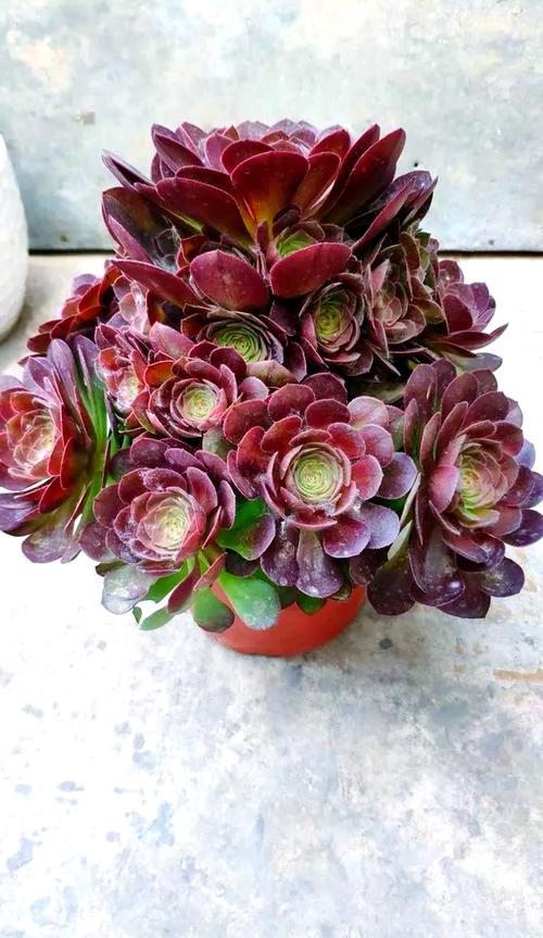 冬季植物缺少光照怎么办？冬季植物需要补光吗？-第4张图片-优品飞百科