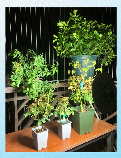 冬季植物缺少光照怎么办？冬季植物需要补光吗？-第5张图片-优品飞百科