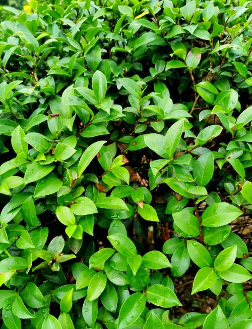 茶梅的病害及防治方法，茶梅常见病-第1张图片-优品飞百科