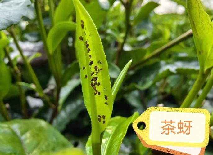 茶梅的病害及防治方法，茶梅常见病-第2张图片-优品飞百科