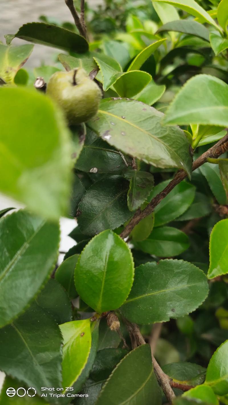 茶梅的病害及防治方法，茶梅常见病-第3张图片-优品飞百科