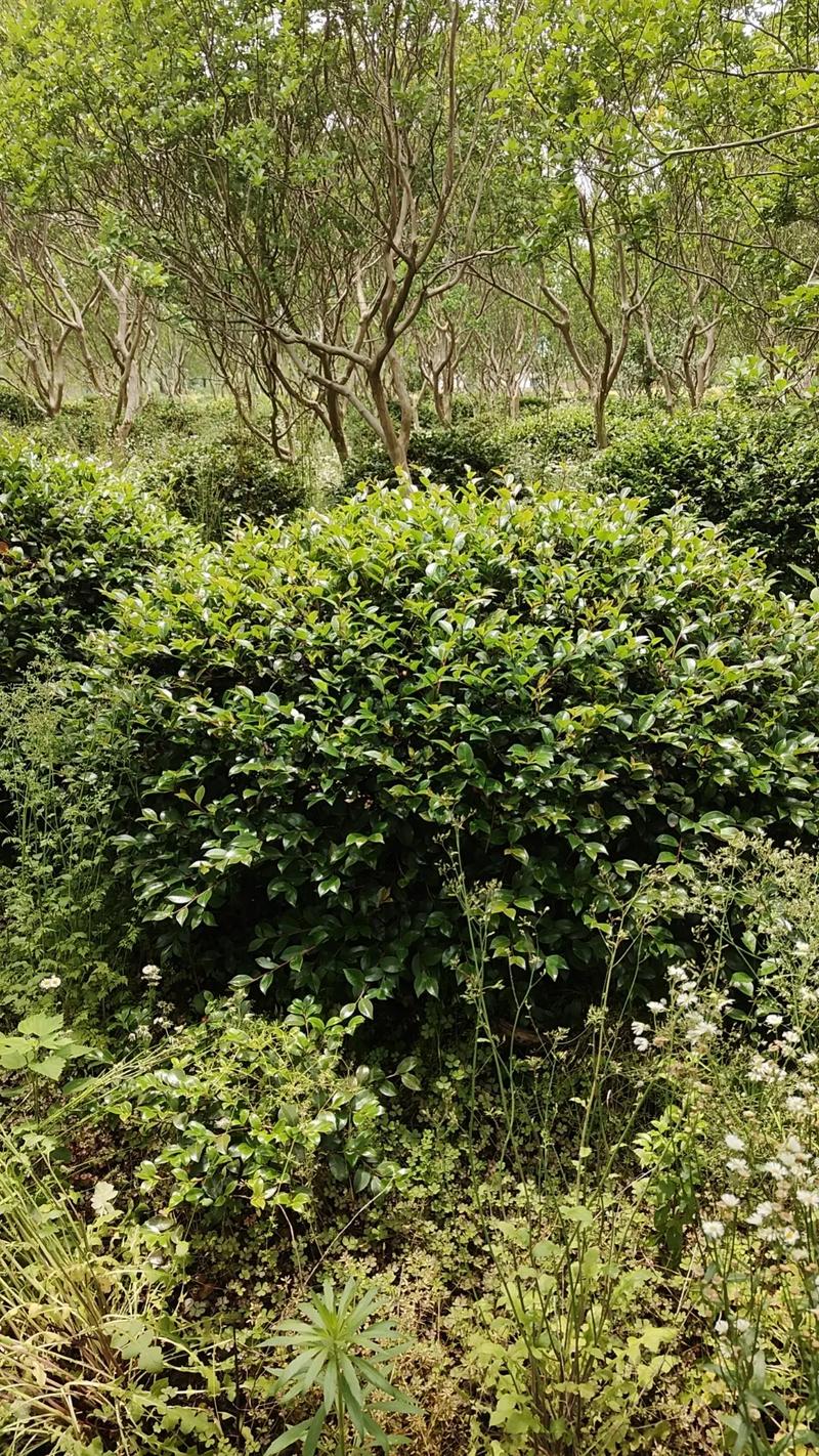 茶梅的病害及防治方法，茶梅常见病-第4张图片-优品飞百科