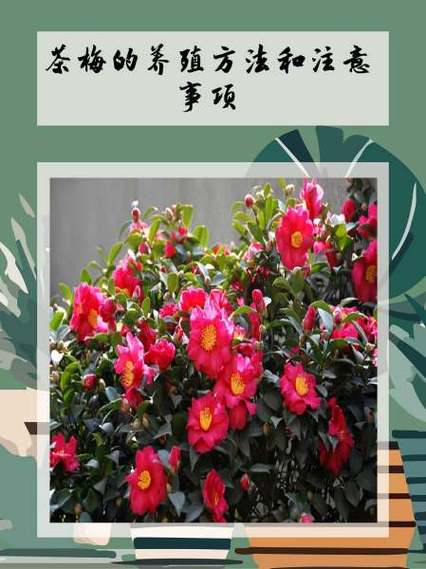 茶梅的病害及防治方法，茶梅常见病-第5张图片-优品飞百科