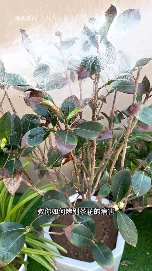 茶梅的病害及防治方法，茶梅常见病-第6张图片-优品飞百科