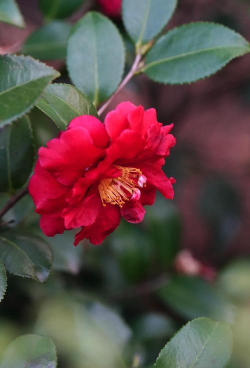 茶梅的病害及防治方法，茶梅常见病-第7张图片-优品飞百科